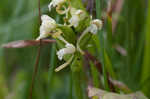Small green wood orchid